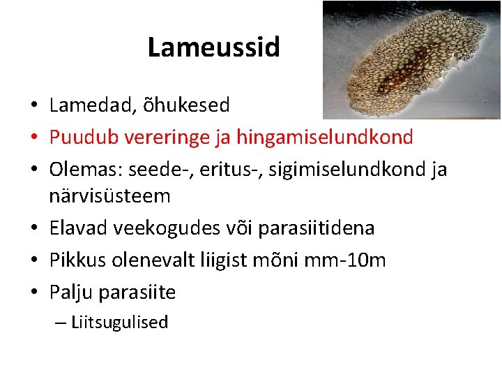 Lameussid • Lamedad, õhukesed • Puudub vereringe ja hingamiselundkond • Olemas: seede-, eritus-, sigimiselundkond