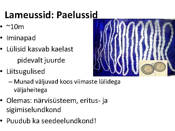 Lameussid: Paelussid • ~10 m • Iminapad • Lülisid kasvab kaelast pidevalt juurde •