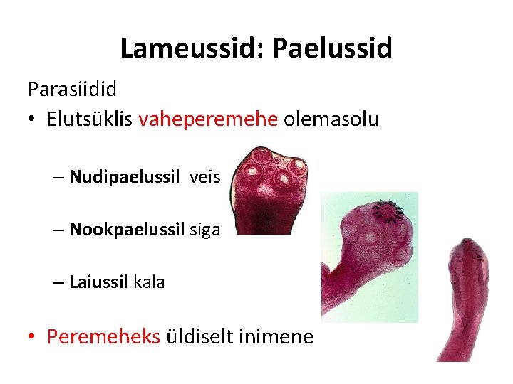 Lameussid: Paelussid Parasiidid • Elutsüklis vaheperemehe olemasolu – Nudipaelussil veis – Nookpaelussil siga –