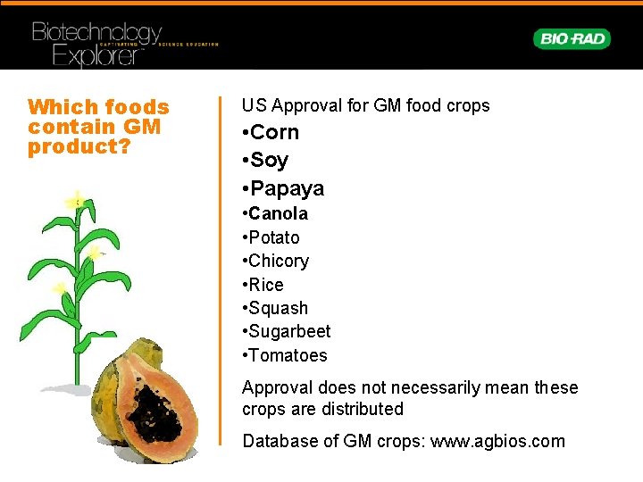 Which foods contain GM product? US Approval for GM food crops • Corn •