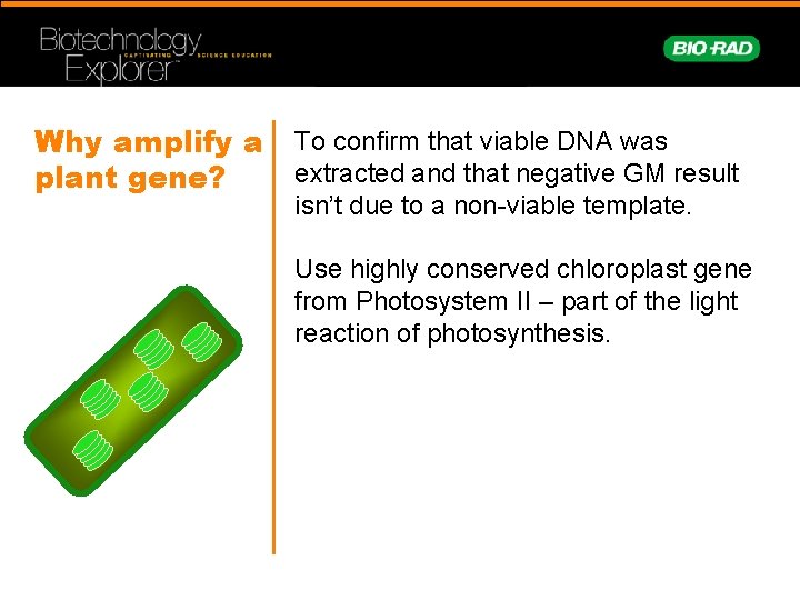 Why amplify a plant gene? To confirm that viable DNA was extracted and that