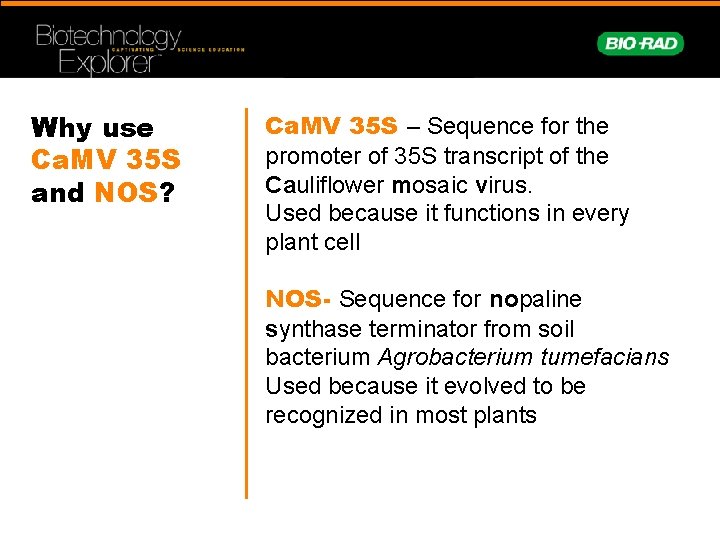 Why use Ca. MV 35 S and NOS? Ca. MV 35 S – Sequence