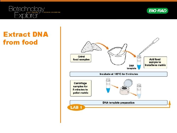 Extract DNA from food 