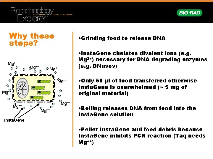 Why these steps? Mg++ • Grinding food to release DNA • Insta. Gene chelates