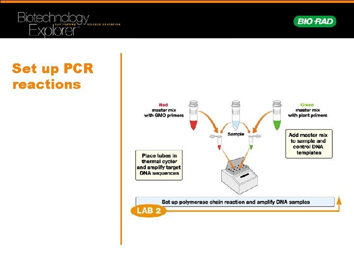 Set up PCR reactions 