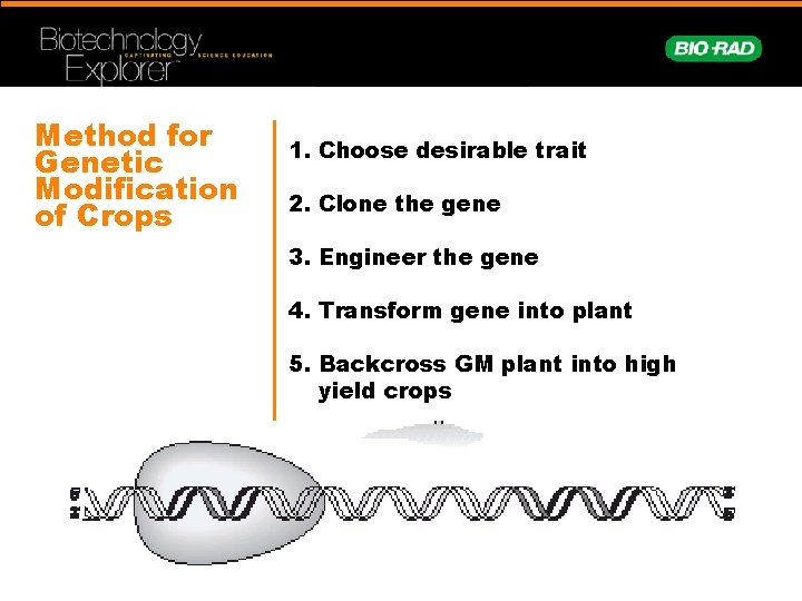 Method for Genetic Modification of Crops 1. Choose desirable trait 2. Clone the gene