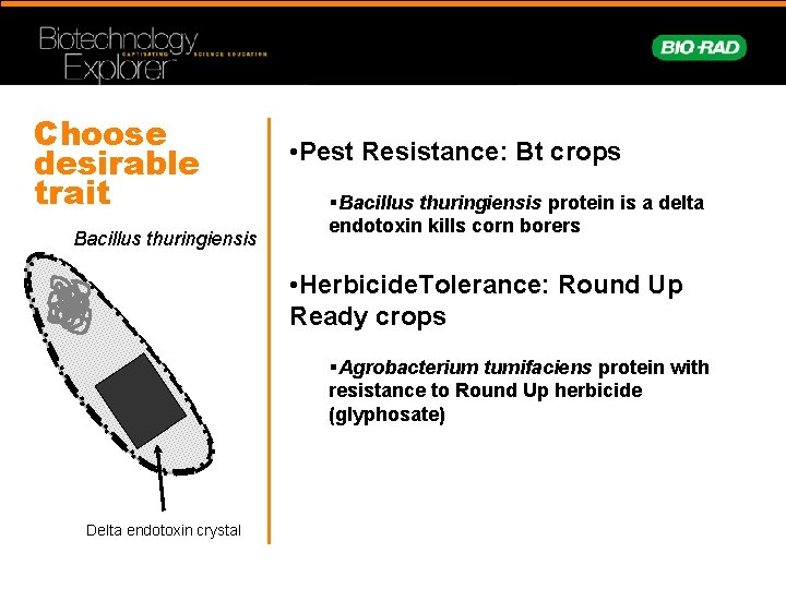Choose desirable trait Bacillus thuringiensis • Pest Resistance: Bt crops §Bacillus thuringiensis protein is