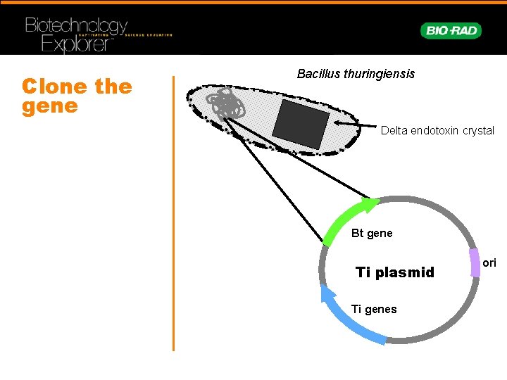 Clone the gene Bacillus thuringiensis Delta endotoxin crystal Bt gene Ti plasmid Ti genes