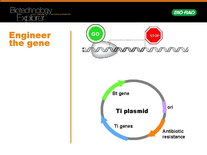 Engineer the gene GO STOP Bt gene Ti plasmid ori Ti genes Antibiotic resistance