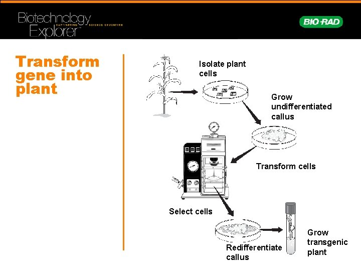 Transform gene into plant Isolate plant cells Grow undifferentiated callus Transform cells Select cells