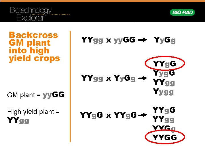 Backcross GM plant into high yield crops YYgg x yy. GG Yy. Gg YYgg