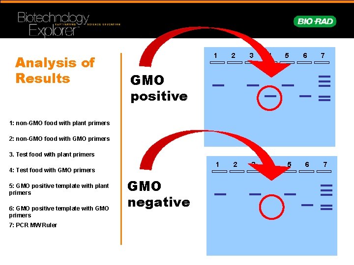 Analysis of Results 1 2 3 4 5 6 7 GMO positive 1: non-GMO