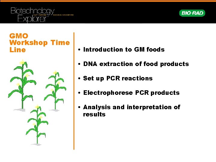 GMO Workshop Time Line • Introduction to GM foods • DNA extraction of food