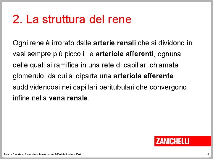 2. La struttura del rene Ogni rene è irrorato dalle arterie renali che si