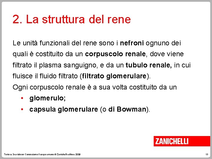 2. La struttura del rene Le unità funzionali del rene sono i nefroni ognuno