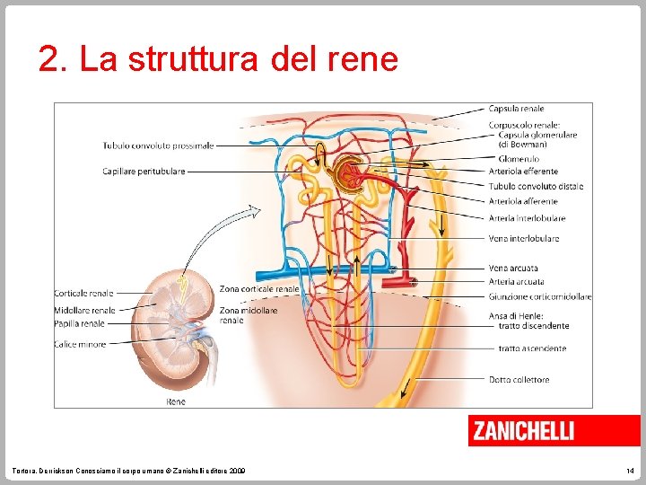 2. La struttura del rene Tortora, Derrickson Conosciamo il corpo umano © Zanichelli editore