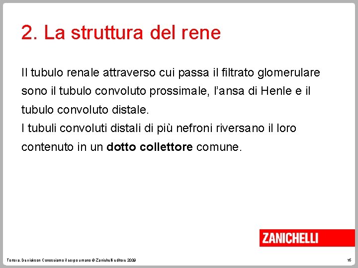 2. La struttura del rene Il tubulo renale attraverso cui passa il filtrato glomerulare