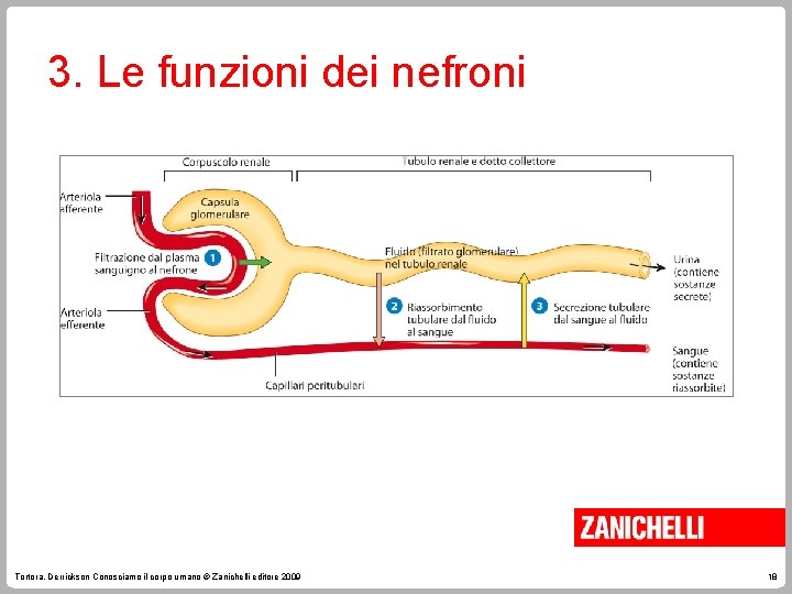 3. Le funzioni dei nefroni Tortora, Derrickson Conosciamo il corpo umano © Zanichelli editore