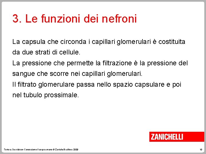 3. Le funzioni dei nefroni La capsula che circonda i capillari glomerulari è costituita