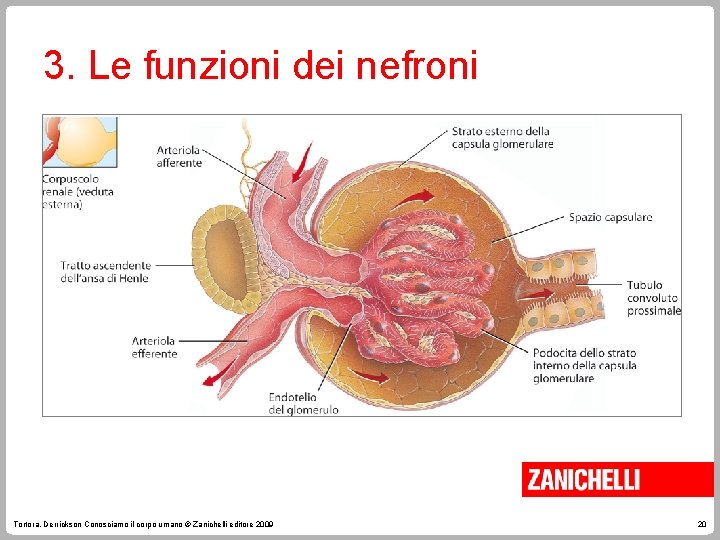 3. Le funzioni dei nefroni Tortora, Derrickson Conosciamo il corpo umano © Zanichelli editore