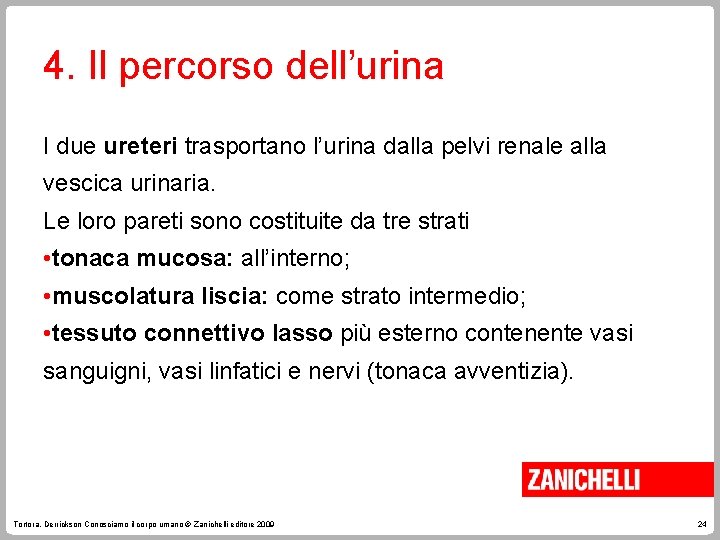 4. Il percorso dell’urina I due ureteri trasportano l’urina dalla pelvi renale alla vescica