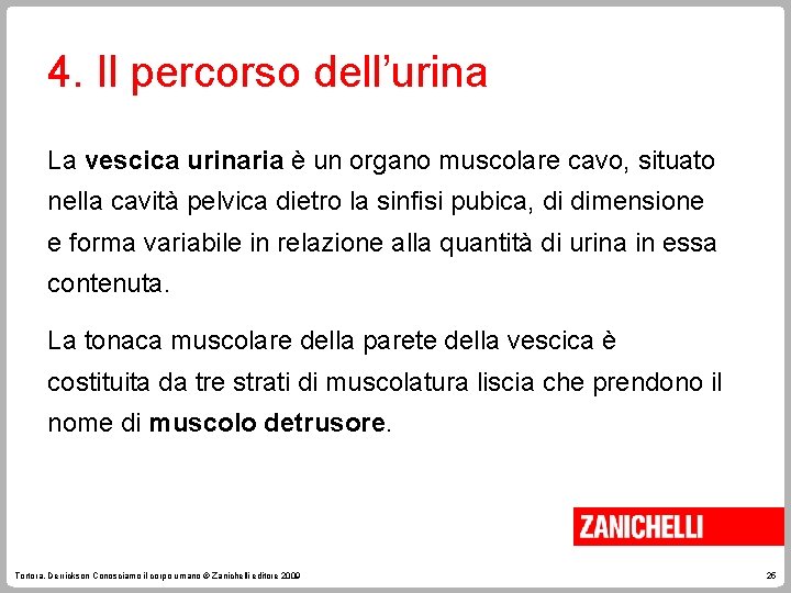 4. Il percorso dell’urina La vescica urinaria è un organo muscolare cavo, situato nella