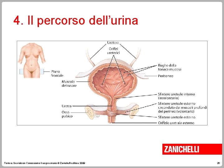 4. Il percorso dell’urina Tortora, Derrickson Conosciamo il corpo umano © Zanichelli editore 2009