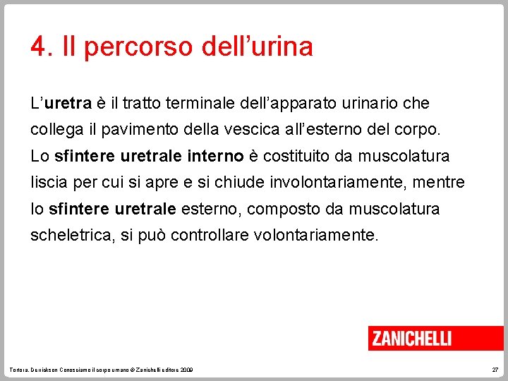 4. Il percorso dell’urina L’uretra è il tratto terminale dell’apparato urinario che collega il