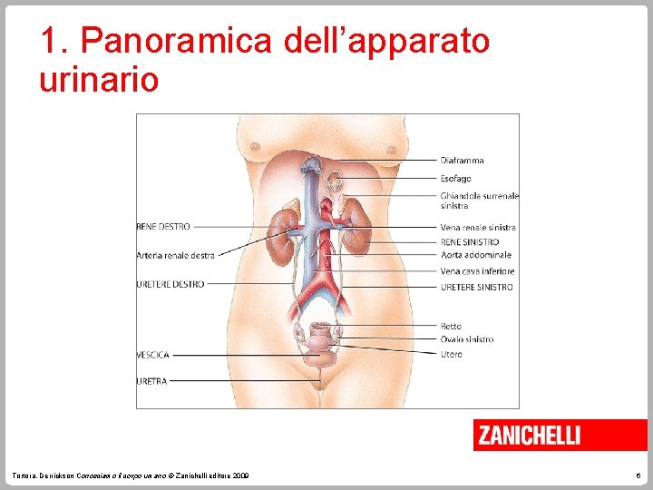 1. Panoramica dell’apparato urinario Tortora, Derrickson Conosciamo il corpo umano © Zanichelli editore 2009