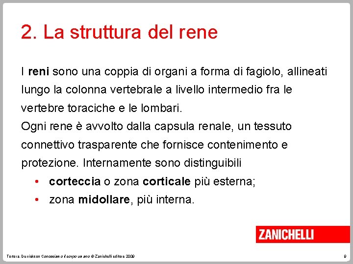 2. La struttura del rene I reni sono una coppia di organi a forma