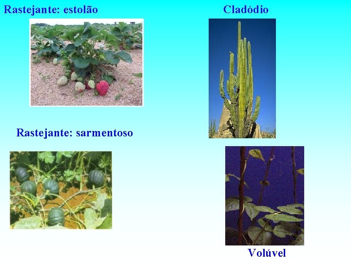 Rastejante: estolão Cladódio Rastejante: sarmentoso Volúvel 