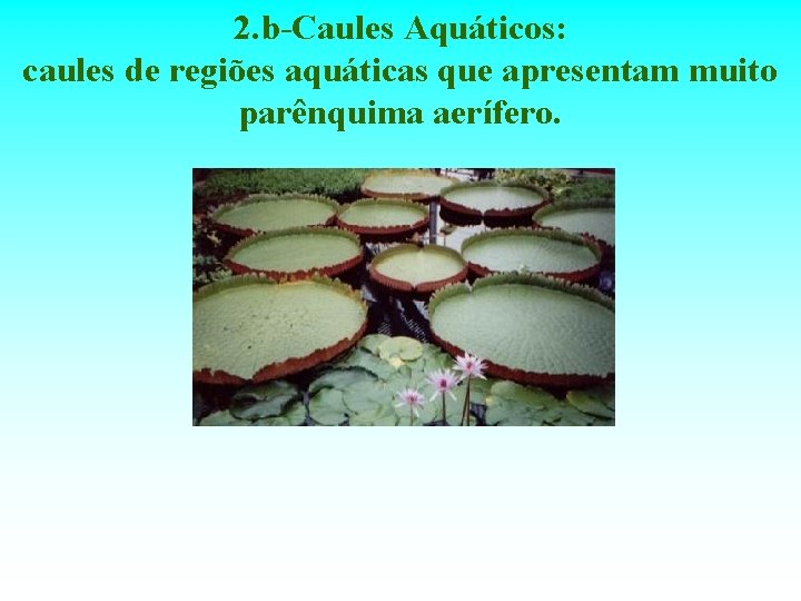 2. b-Caules Aquáticos: caules de regiões aquáticas que apresentam muito parênquima aerífero. 