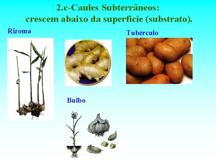 2. c-Caules Subterrâneos: crescem abaixo da superfície (substrato). Rizoma Tubérculo Bulbo 