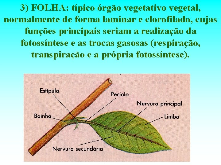 3) FOLHA: típico órgão vegetativo vegetal, normalmente de forma laminar e clorofilado, cujas funções