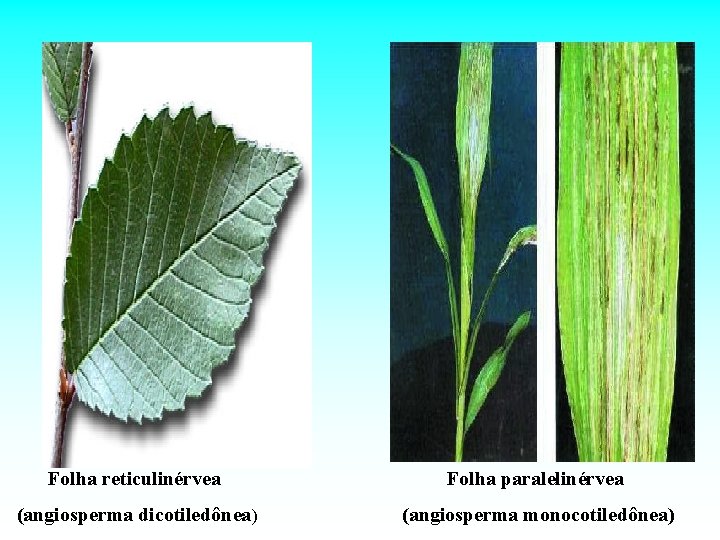 Folha reticulinérvea Folha paralelinérvea (angiosperma dicotiledônea) (angiosperma monocotiledônea) 