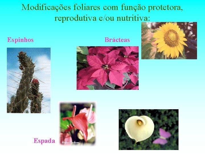 Modificações foliares com função protetora, reprodutiva e/ou nutritiva: Espinhos Espada Brácteas 