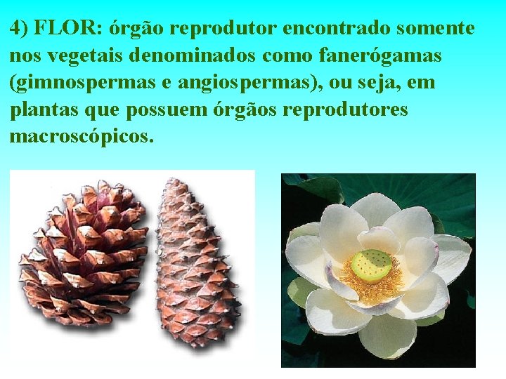 4) FLOR: órgão reprodutor encontrado somente nos vegetais denominados como fanerógamas (gimnospermas e angiospermas),