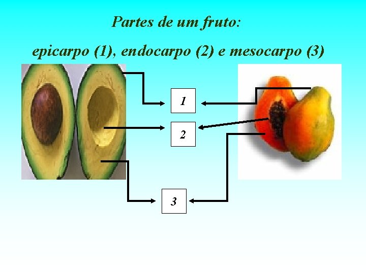 Partes de um fruto: epicarpo (1), endocarpo (2) e mesocarpo (3) 1 2 3