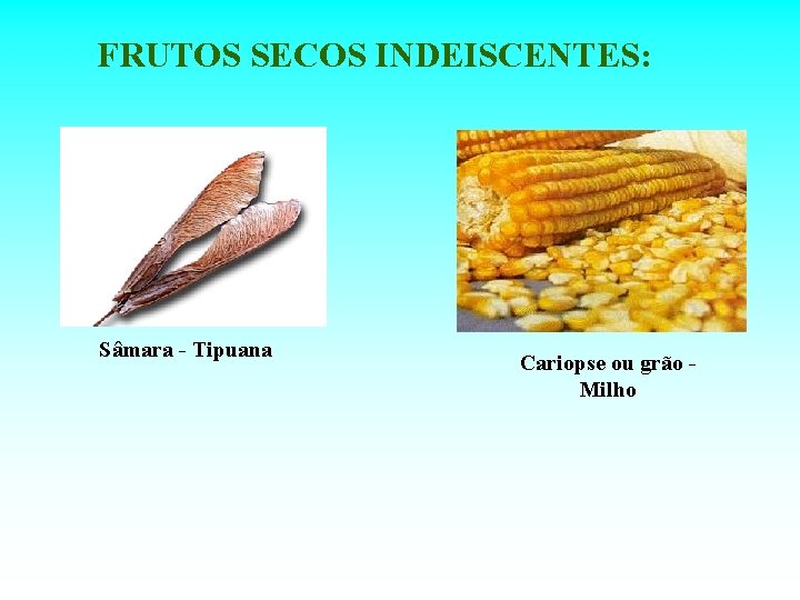 FRUTOS SECOS INDEISCENTES: Sâmara - Tipuana Cariopse ou grão - Milho 