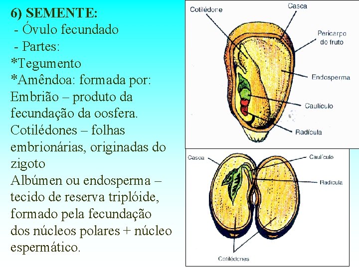 6) SEMENTE: - Óvulo fecundado - Partes: *Tegumento *Amêndoa: formada por: Embrião – produto