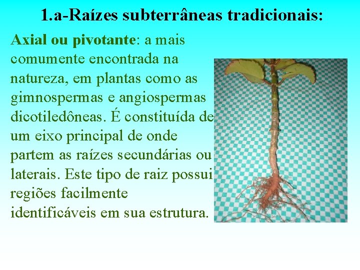1. a-Raízes subterrâneas tradicionais: Axial ou pivotante: a mais comumente encontrada na natureza, em