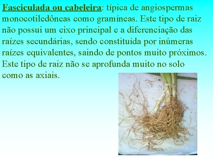 Fasciculada ou cabeleira: típica de angiospermas monocotiledôneas como gramíneas. Este tipo de raiz não