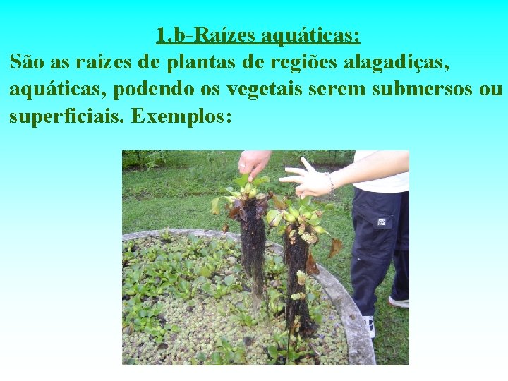 1. b-Raízes aquáticas: São as raízes de plantas de regiões alagadiças, aquáticas, podendo os