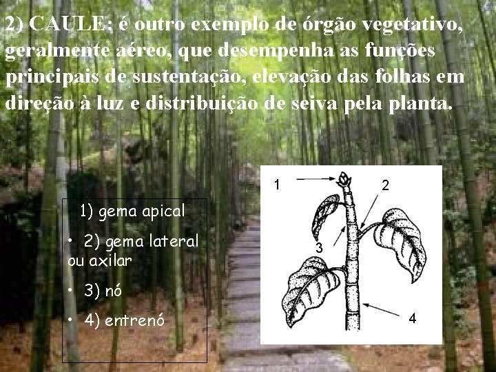 2) CAULE: é outro exemplo de órgão vegetativo, geralmente aéreo, que desempenha as funções