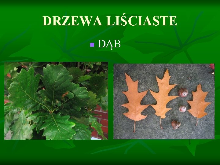 DRZEWA LIŚCIASTE n DĄB 