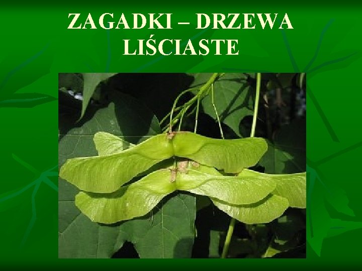 ZAGADKI – DRZEWA LIŚCIASTE 