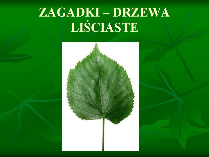 ZAGADKI – DRZEWA LIŚCIASTE 