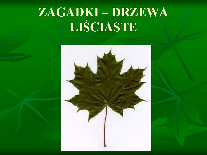 ZAGADKI – DRZEWA LIŚCIASTE 