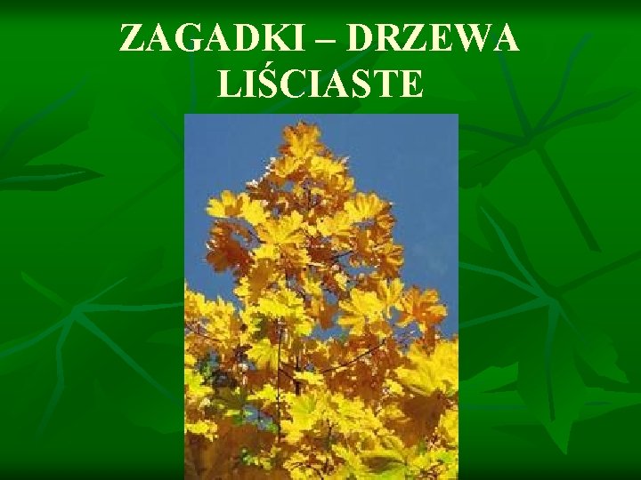 ZAGADKI – DRZEWA LIŚCIASTE 