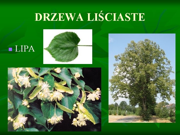 DRZEWA LIŚCIASTE n LIPA 